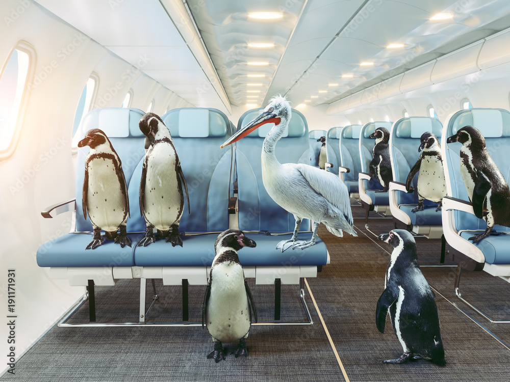Obraz premium pingwiny i pelikan w kabinie samolotu.