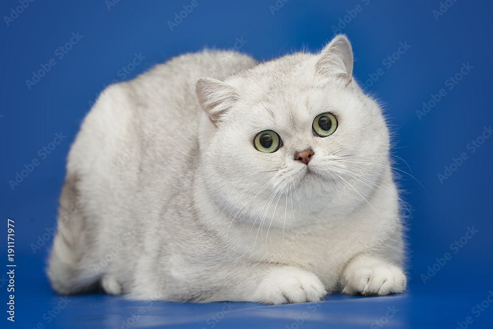 White beautiful British cat on studio background