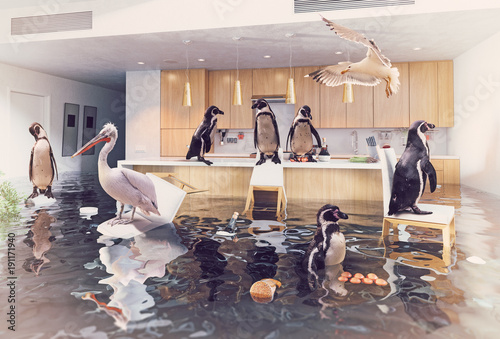 birds in the flooding kitchen