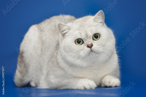 White beautiful British cat on studio background