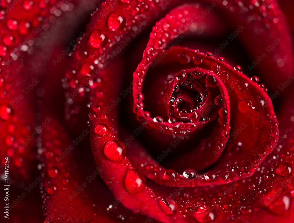 Top-view and close-up image of droplets on beautiful blooming red rose flower, Selective focus and shallow DOF, Valentine day concept Top-view and close-up image of droplets on beautiful blooming red rose flower, Selective focus and shallow DOF, Valentine day concept