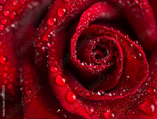 Top-view and close-up image of droplets on beautiful blooming red rose flower  Selective focus and shallow DOF  Valentine day concept