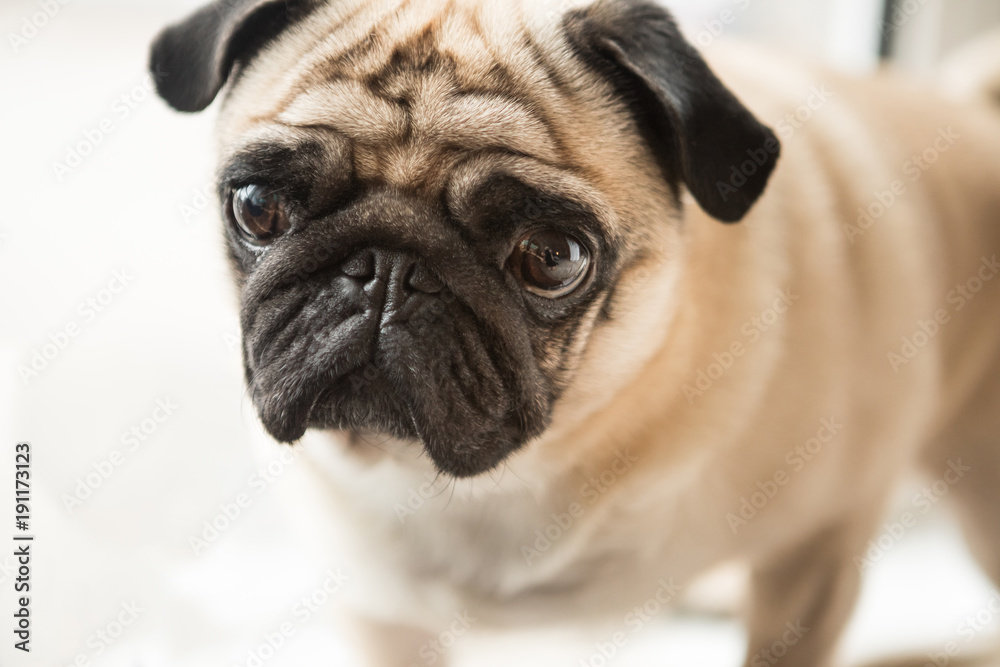 Cute small pug dog face