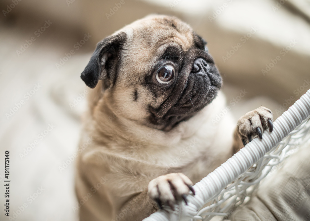 Sad pug with crying begging eyes. Lovely pet dog emotions