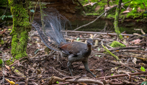 Lyrebird eating in the sherbrook forest in the dandenongs near Melbourne.  photo
