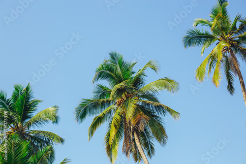 Palm trees against blue sky  Palm trees at tropical coast  vintage toned and stylized  coconut tree summer tree  retro
