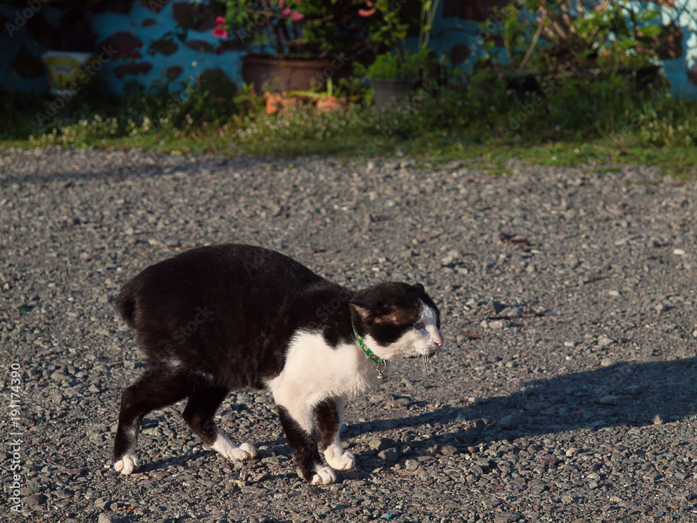 Cats fighting in the street.