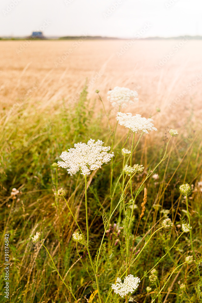 White inflorescence of wild plants Daucus carota, wild carrot on the field. Hungary. Vertical photo