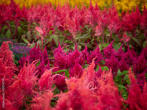 Red celosia spicata flowers..