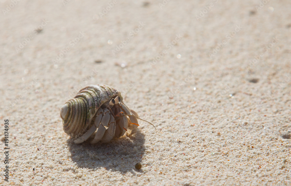 Hermit crab looking out of its shell on the island of Mahe, Seychelles