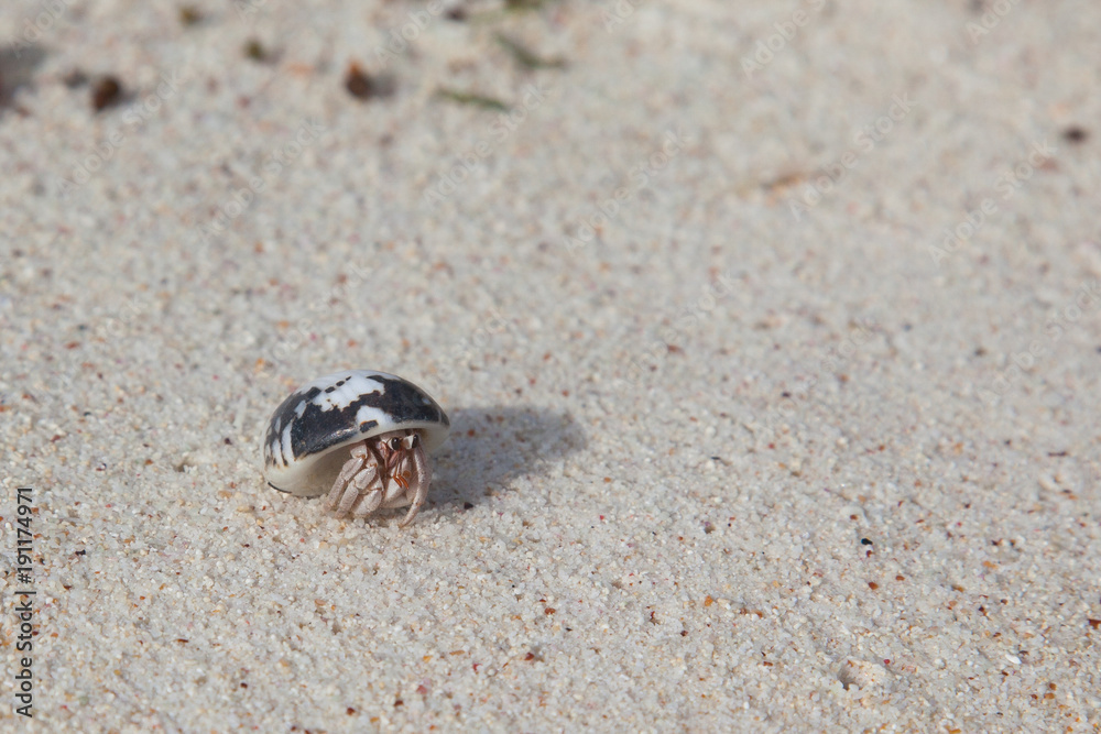 Tiny hermit crab looking out of its shell on the island of Mahe, Seychelles Tiny hermit crab looking out of its shell on the island of Mahe, Seychelles