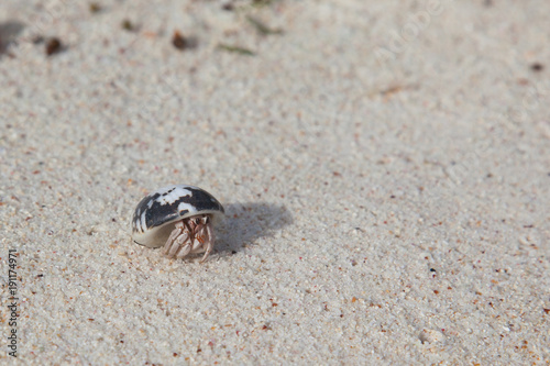 Tiny hermit crab looking out of its shell on the island of Mahe, Seychelles
