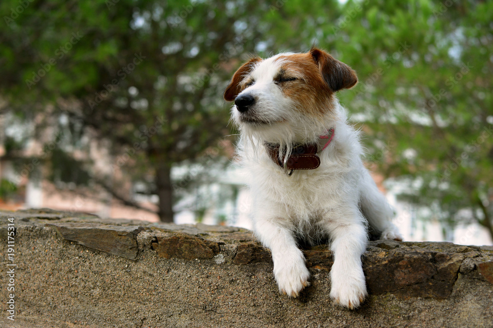 JACK RUSSELL DOG RELAXING AND RESTING WITH CLOSED EYES ON LATERITE STONE WALL IN PARK JACK RUSSELL DOG RELAXING AND RESTING WITH CLOSED EYES ON LATERITE STONE WALL IN PARK