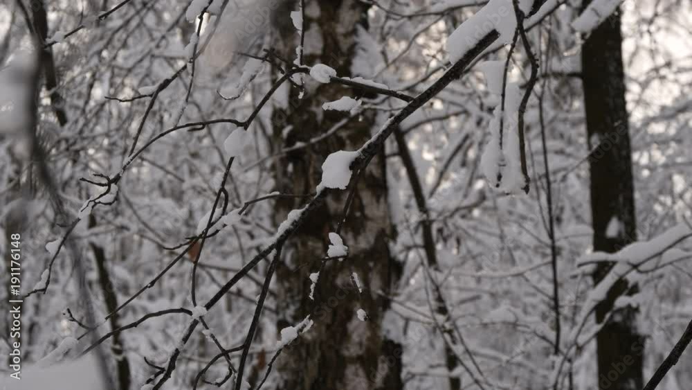 Winter Forest. Branches Of Trees Covered With Snow Winter Forest. Branches Of Trees Covered With Snow