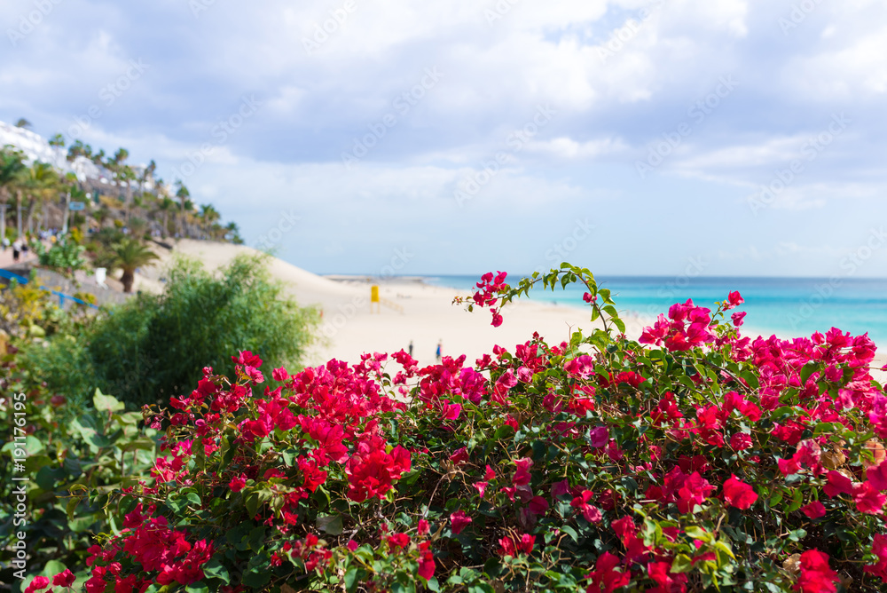 Obraz premium vivid red blossom on bushes with turquoise ocean and sandy beach with palm trees in background