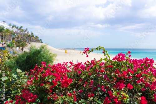 Fototapeta Naklejka Na Ścianę i Meble -  vivid red blossom on bushes with turquoise ocean and sandy beach with palm trees in background