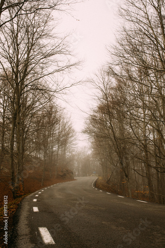 Carretera de árboles en bosque otoñal © Iulia Pironea