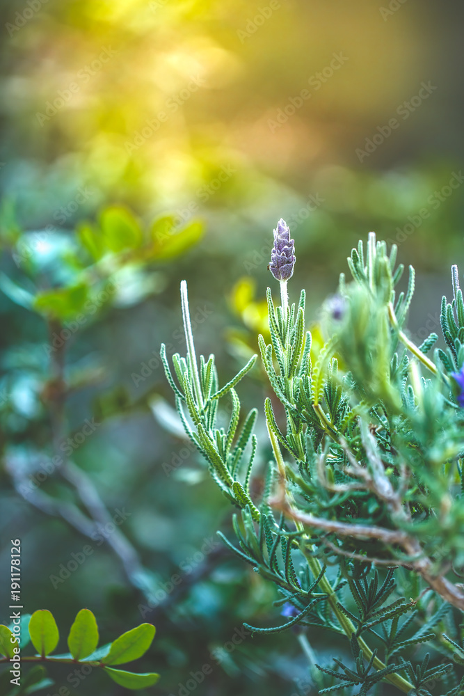 Spring. Bright plants and flowers in forest Spring. Bright plants and flowers in forest