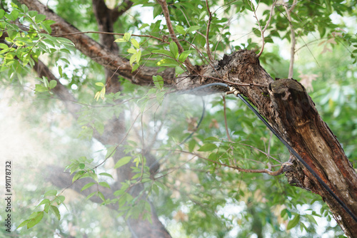 Принти на полотні Fog water spray nozzle setup on tree for watering plant