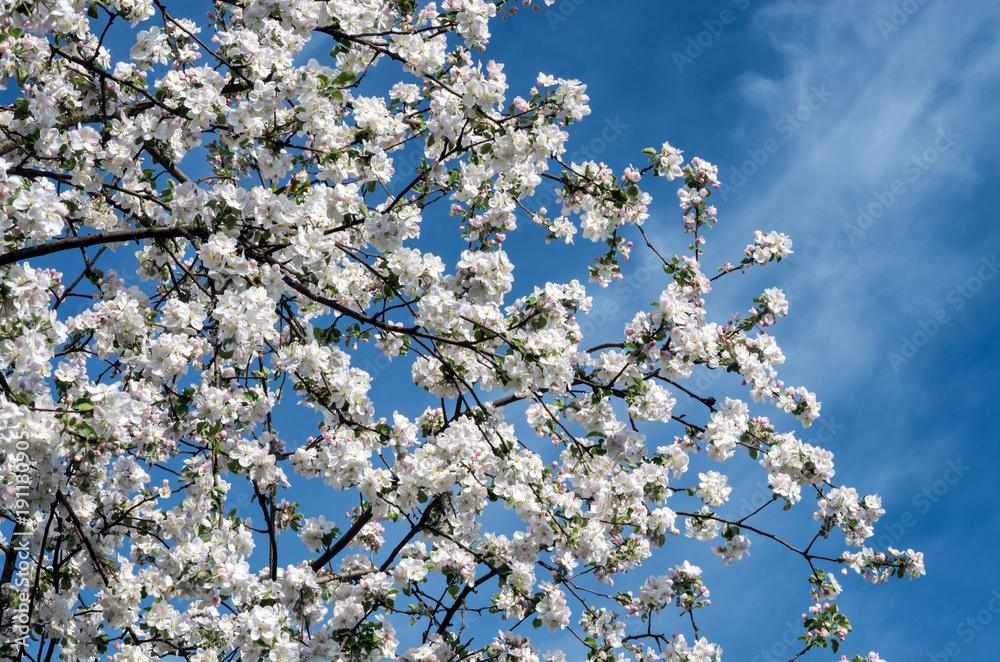 Blossoming apple tree in spring against a background of bright blue sky. Blossoming apple tree in spring against a background of bright blue sky.
