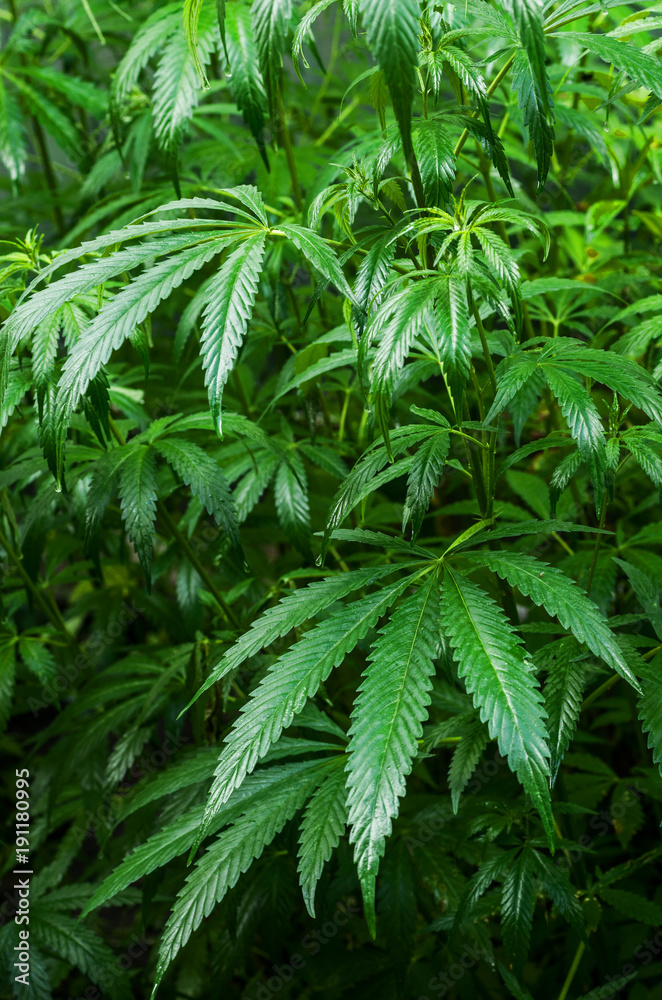 A thicket of wild marijuana with drops of water after the rain. A thicket of wild marijuana with drops of water after the rain.
