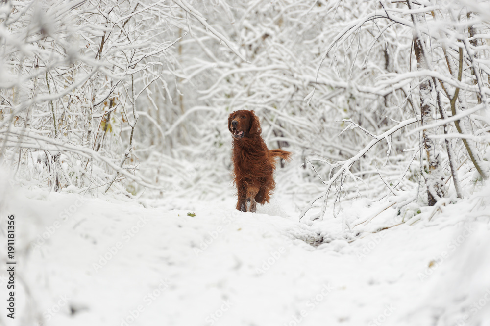 Red dog running against white snow and the background of the forest