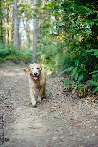 portrait of golden retriever in nature outdoor