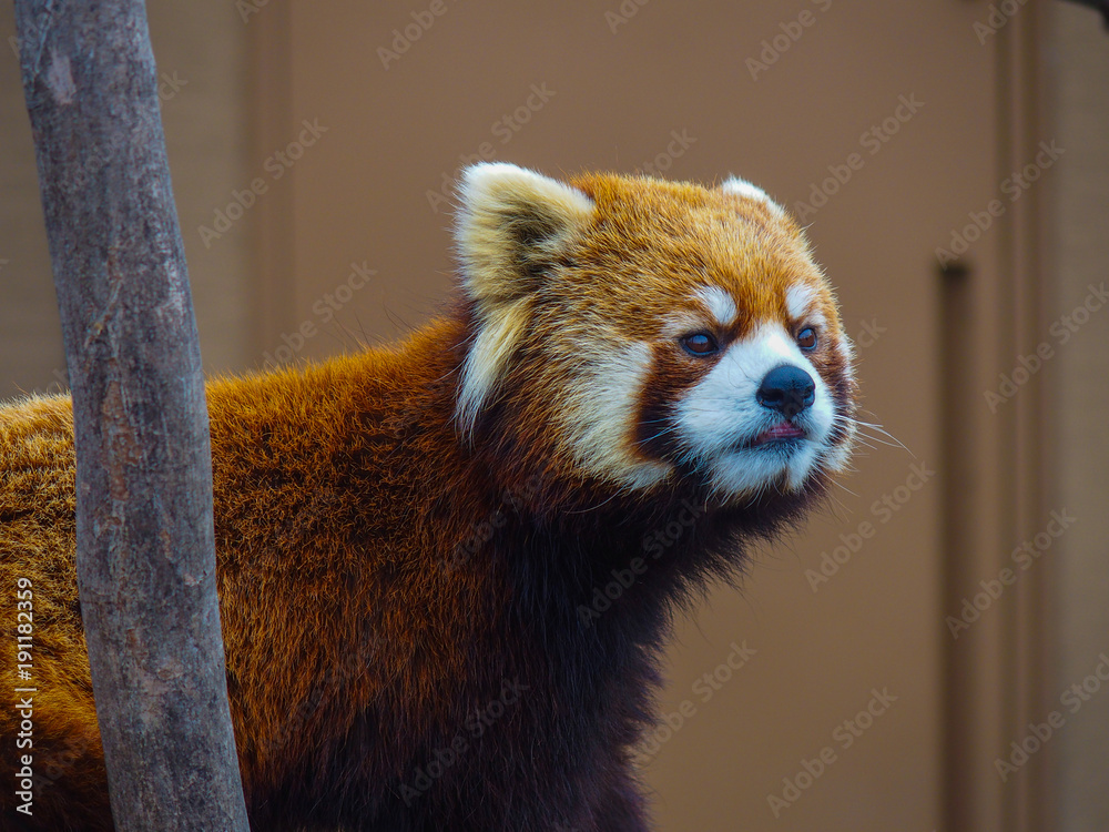 Fototapeta premium レッサーパンダ