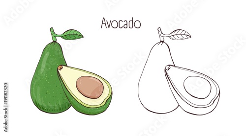 Colorful and contour monochrome botanical drawings of whole and cut avocado w...