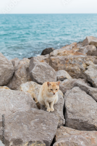 Gato callejero en piedras delante del mar