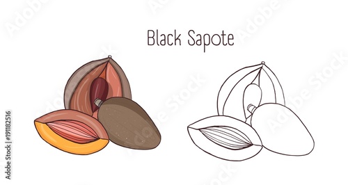 Colored and monochrome drawings of black sapote