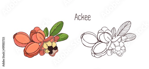 Colored and monochrome drawings of whole and split ackee with leaves