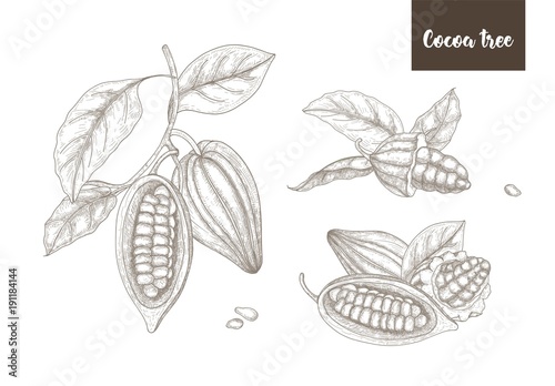 Collection of botanical drawings of whole and split ripe pods or fruits of cocoa tree, branches and leaves hand drawn with contour lines on white background. Vector illustration in vintage style.