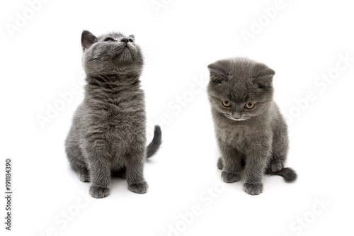 fluffy gray kittens on white background