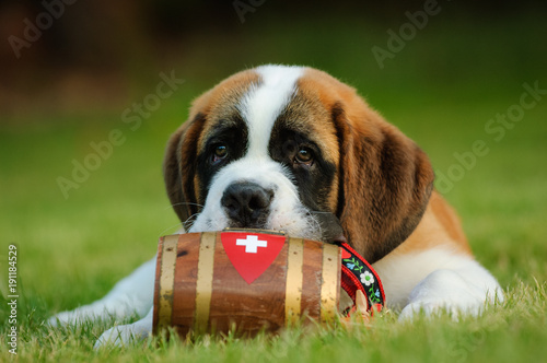 Saint Bernard puppy lying down with wood barrel photo