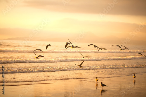 Wallpaper Mural Flock of seagulls on the beach of La Serena, Chile Torontodigital.ca