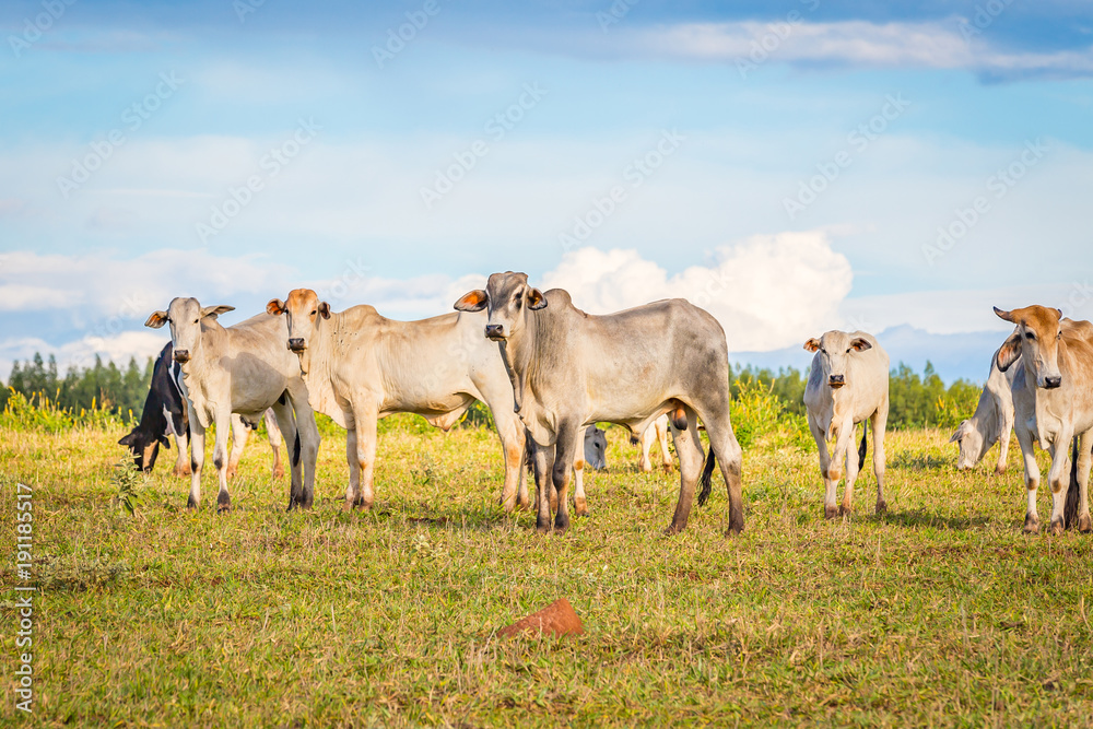 Brazilian nelore catle on pasture in Brazil's countryside.