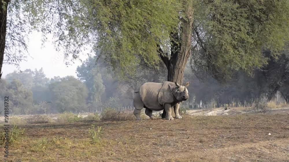 Indian rhinoceros in Bahawalpur National Park Pakistan Indian rhinoceros in Bahawalpur National Park Pakistan