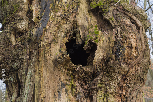 Loch im Baum, loch im toten Baum photo