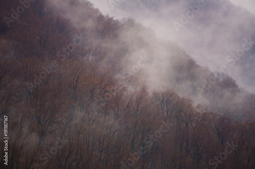 Late autumn scenery with golden leaves and mist rising from the forest after a cold rain