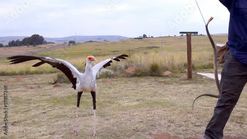 Secretary Bird kicking a rubber snake in the air held by trainer slow motion