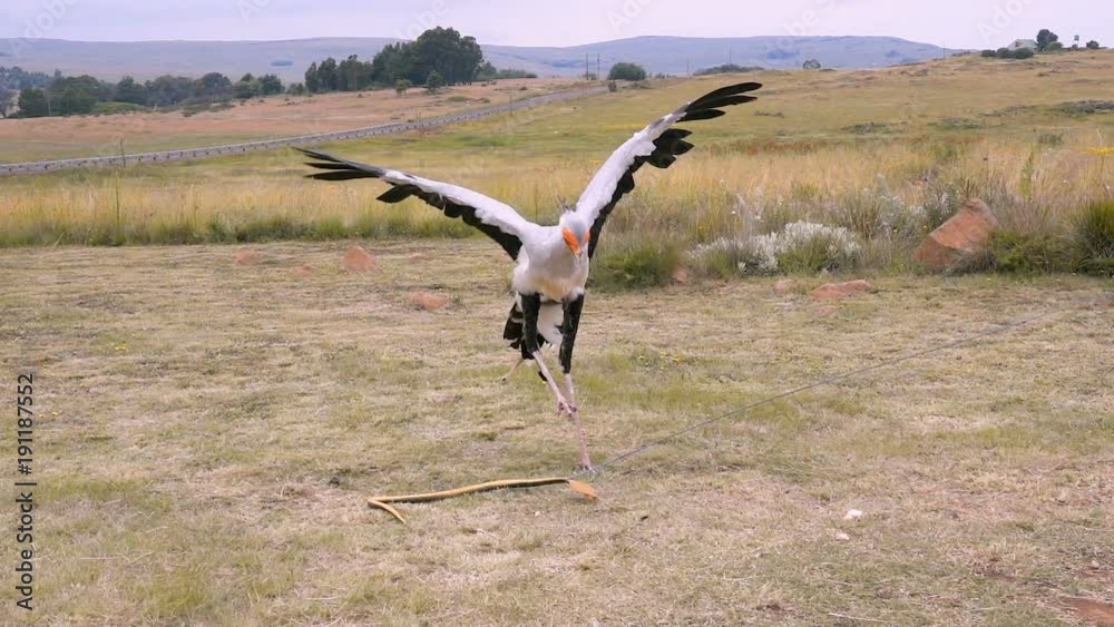 Secretary bird attacking a rubber snake with its powerful kicks