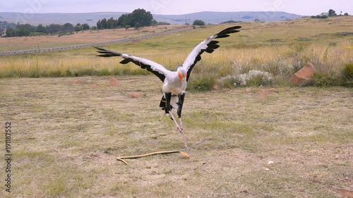 Secretary bird attacking a rubber snake with its powerful kicks