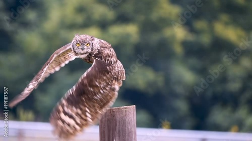 Spotted Eagle Owl taking off from post flying towards camera in slow motion 250 fps