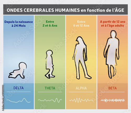 Ondes Cérébrales Humaines - Diagramme en Fonction de l'Age / Infographie Multicolore en Français