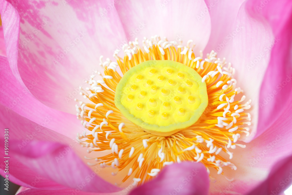 close up of beautiful blooming majestic lotus flower. close up of beautiful blooming majestic lotus flower.
