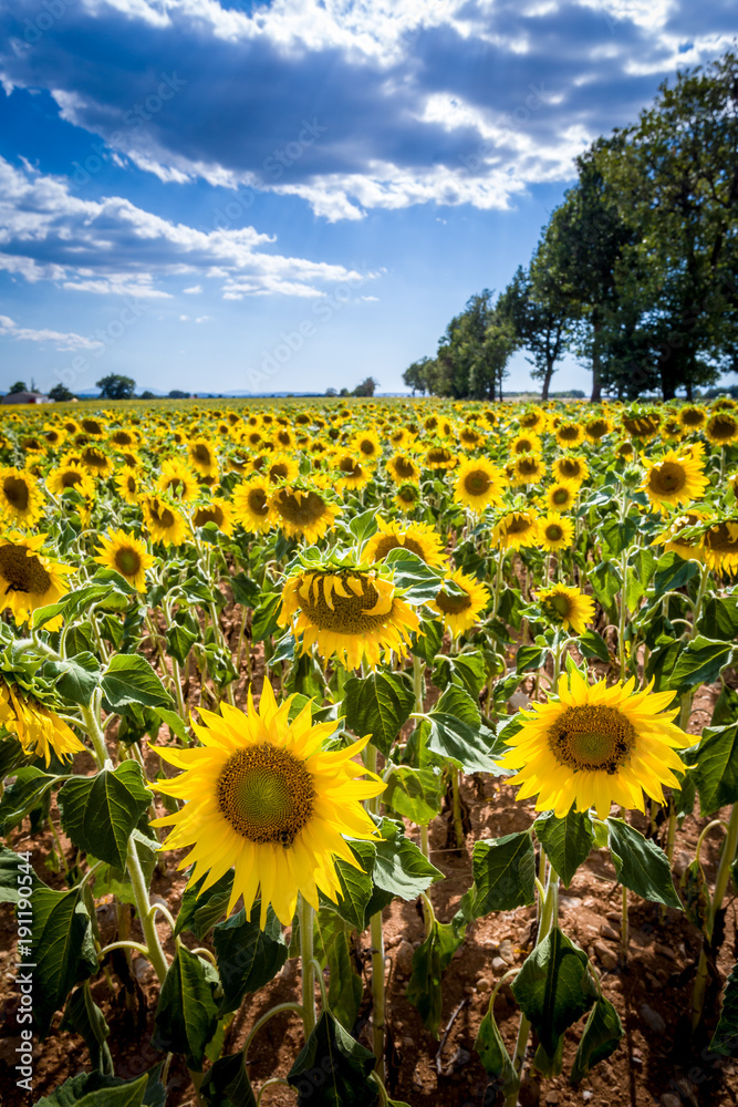Fototapeta premium Sonnenblumenfeld in der Provence