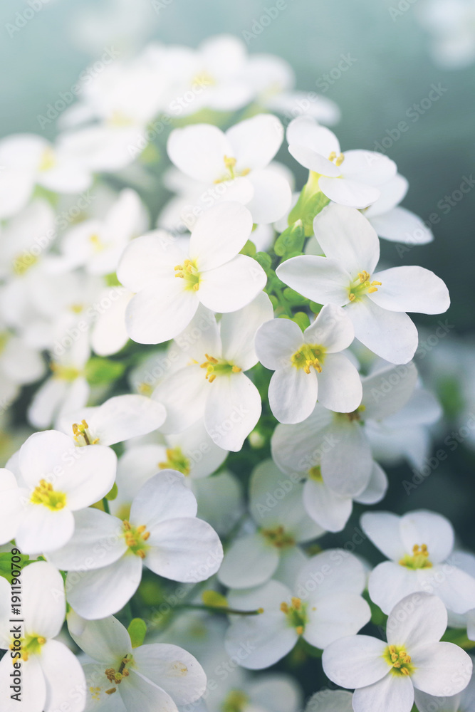 Flower spring background. Spring blossoming garden, soft focus, toned