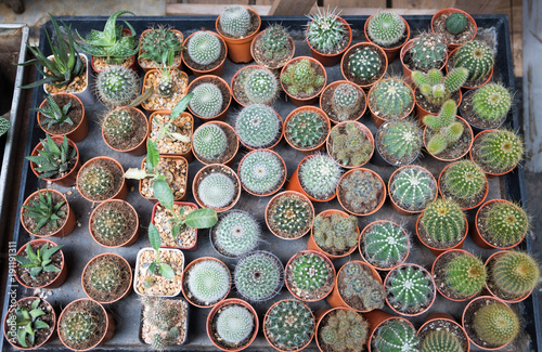 Top view- variety of small cactus in flowerpot for sell at Wang Lang market, Bangkok, Thailand