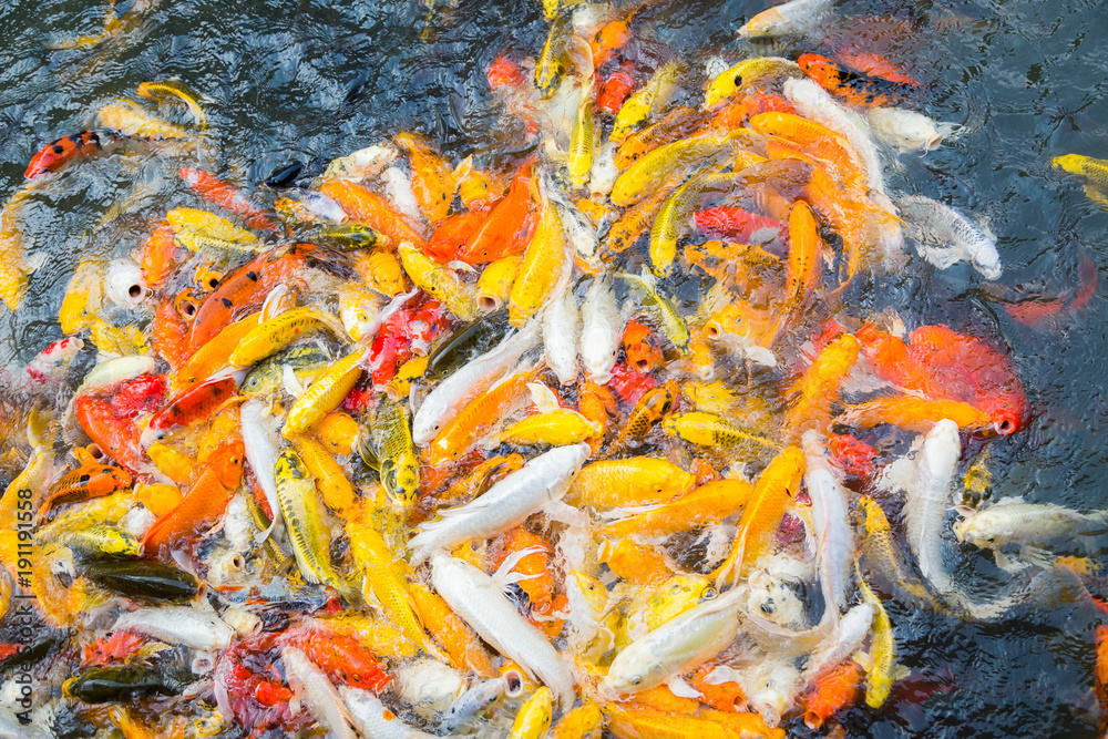 Colorful hungry koi fish